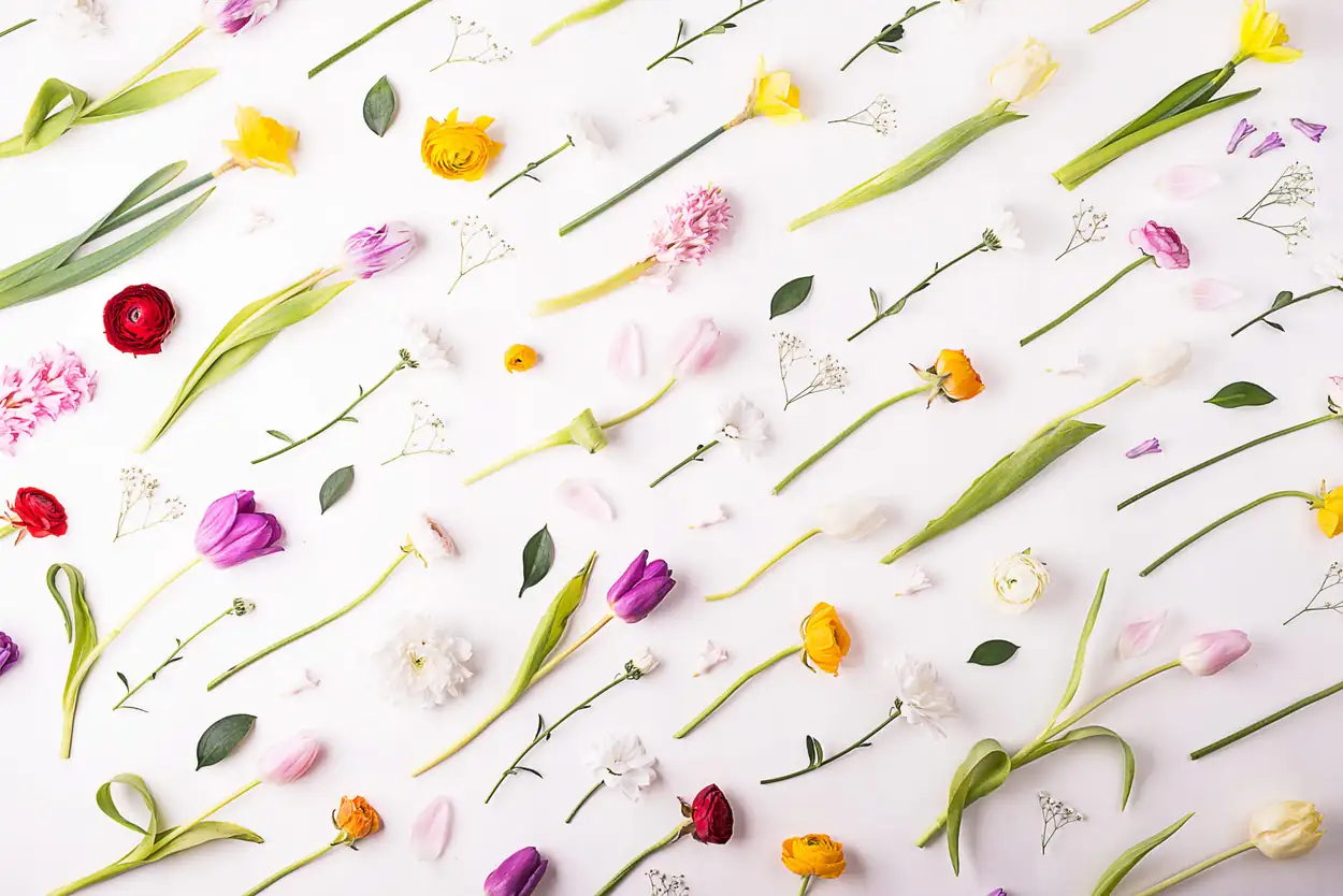 Flores